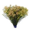 Limonium sensy nectarine 70 - LIMSENNEC