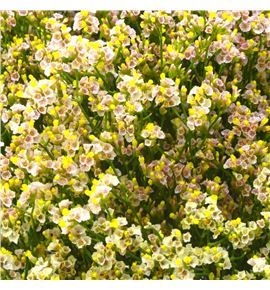 Limonium sensy nectarine 70 - LIMSENNEC