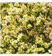 Limonium sensy nectarine 70 - LIMSENNEC1