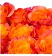 Rosa ecu lumia 40 - RELUM1