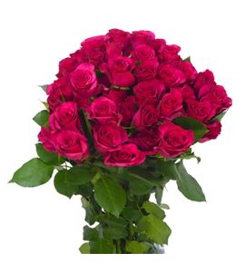 Rs ramificada roseberry 50 - RTRROSEB