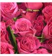 Rs ramificada roseberry 50 - RTRROSEB1