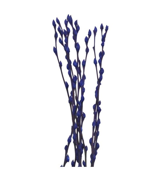 Salix snowflake azul oscuro 70 - SALSNOAZUOSC