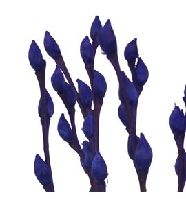 Salix snowflake azul oscuro 70 - SALSNOAZUOSC