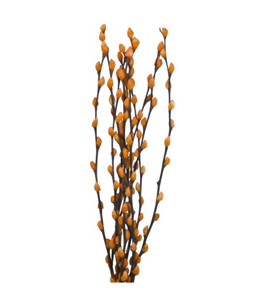 Salix snowflake melocoton 70 - SALSNOMEL