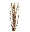 Salix snowflake melocoton 70 - SALSNOMEL