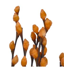 Salix snowflake melocoton 70 - SALSNOMEL