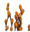 Salix snowflake melocoton 70 - SALSNOMEL1