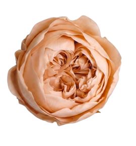 Rosa preservada niki peach 01xl 6 unid - ROSNIKPEA011