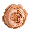 Rosa preservada niki peach 01xl 6 unid - ROSNIKPEA011