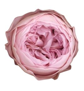 Rosa preservada niki pink 04xl 6 unid - ROSNIKPIN041
