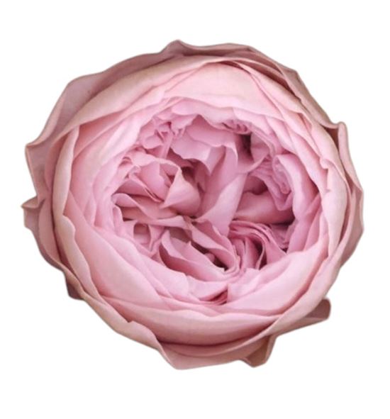 Rosa preservada niki pink 04xl 6 unid - ROSNIKPIN041
