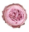 Rosa preservada niki pink 04xl 6 unid - ROSNIKPIN041