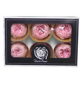 Rosa preservada niki pink 04xl 6 unid - ROSNIKPIN041