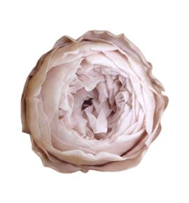 Rosa preservada niki pink 79xl 6 unid - ROSNIKPIN791