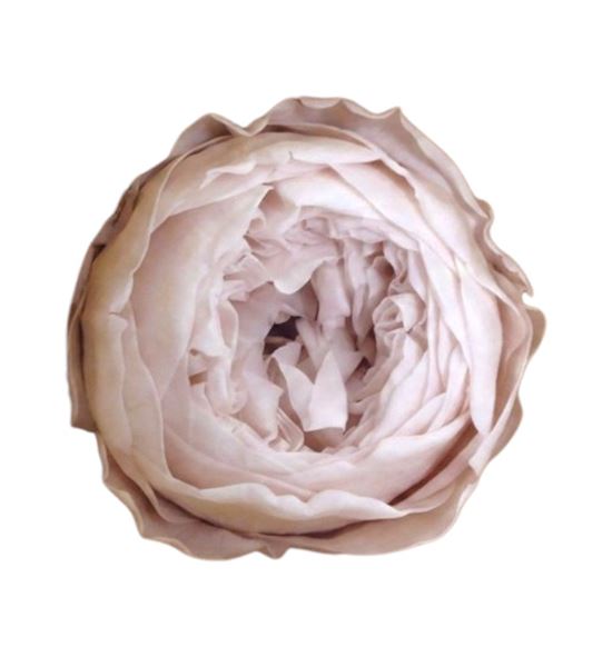 Rosa preservada niki pink 79xl 6 unid - ROSNIKPIN791
