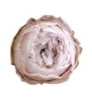 Rosa preservada niki pink 79xl 6 unid - ROSNIKPIN791