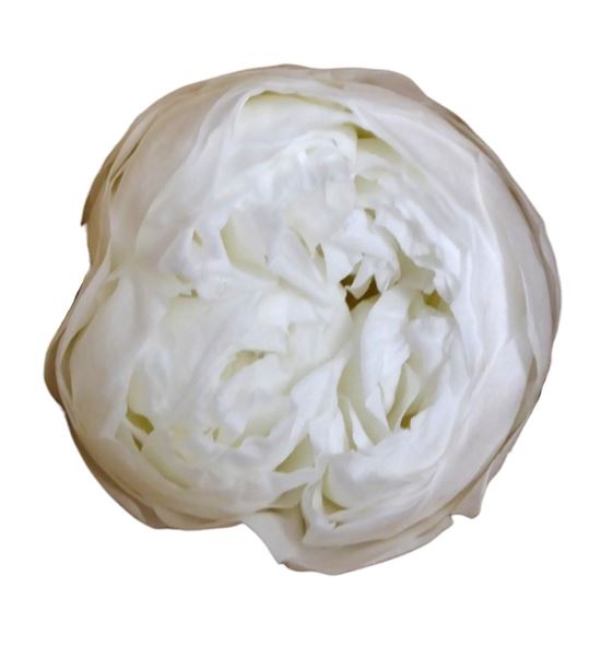 Rosa preservada niki white 01xl 6 unid - ROSNIKWHI011
