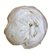 Rosa preservada niki white 01xl 6 unid - ROSNIKWHI011