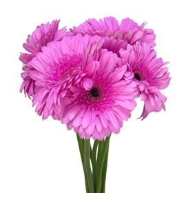 Gerbera tyler 50 x10 - GERTYL5010