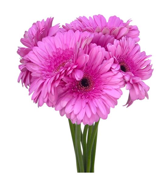 Gerbera tyler 50 x10 - GERTYL5010