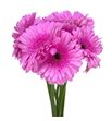Gerbera tyler 50 x10 - GERTYL5010