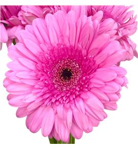 Gerbera tyler 50 x10 - GERTYL5010