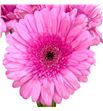 Gerbera tyler 50 x10 - GERTYL50101