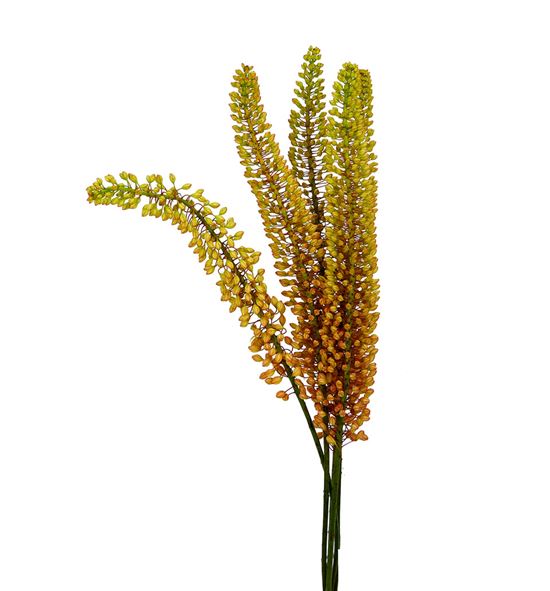 Eremurus emmy-ro 90 - EREEMRO