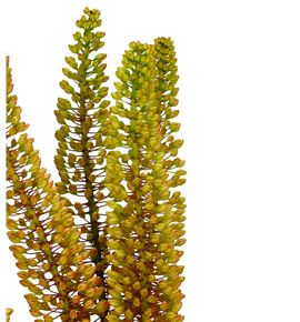 Eremurus emmy-ro 90 - EREEMRO