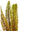 Eremurus emmy-ro 90 - EREEMRO1