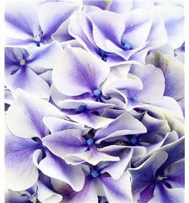 Hydr sunsation morado 60 - HYDSUNMOR