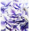 Hydr sunsation morado 60 - HYDSUNMOR1