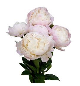 Paeonia princes bride x5 65 - PAEPRIBRI