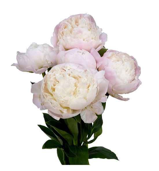 Paeonia princes bride x5 65 - PAEPRIBRI