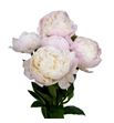 Paeonia princes bride x5 65 - PAEPRIBRI