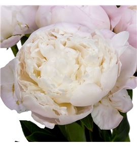 Paeonia princes bride x5 65 - PAEPRIBRI