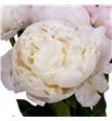 Paeonia princes bride x5 65 - PAEPRIBRI1
