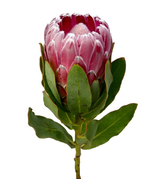 Protea lady di 70 - PROLADLI