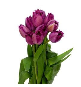 Tulipan san christina 35 - TULSANCHR
