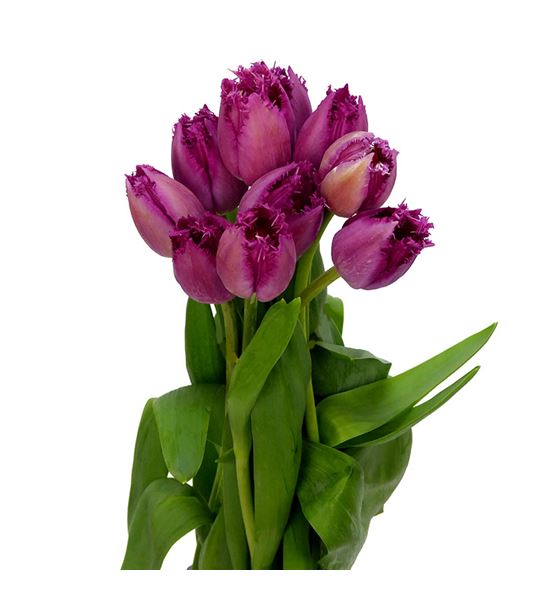 Tulipan san christina 35 - TULSANCHR