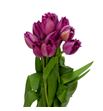 Tulipan san christina 35 - TULSANCHR