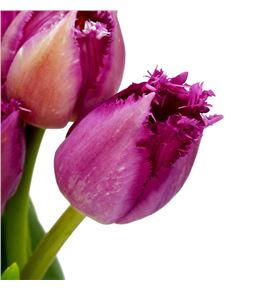 Tulipan san christina 35 - TULSANCHR