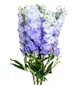 Delphinium dewi impressive 110 - DELDEWIMP