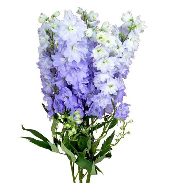 Delphinium dewi impressive 110 - DELDEWIMP