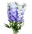 Delphinium dewi impressive 110 - DELDEWIMP