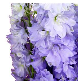 Delphinium dewi impressive 110 - DELDEWIMP