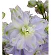 Delphinium dewi impressive 110 - DELDEWIMP2