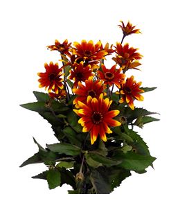 Heliopsis sparkl contrast 80 - HELSPACON