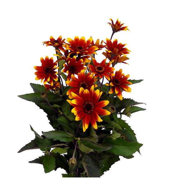 Heliopsis sparkl contrast 80 - HELSPACON